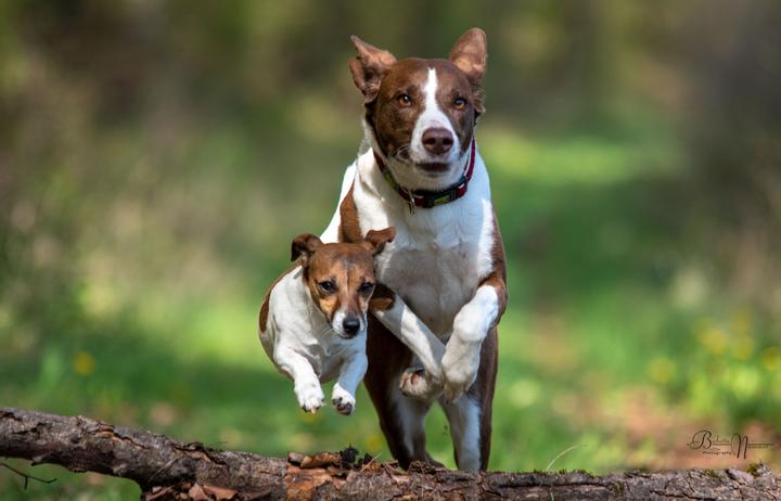 Produktbild Über 125 Naturheilmittel Für den gesunden Hund! (Deutsch, Diana Tiebes, 2024)