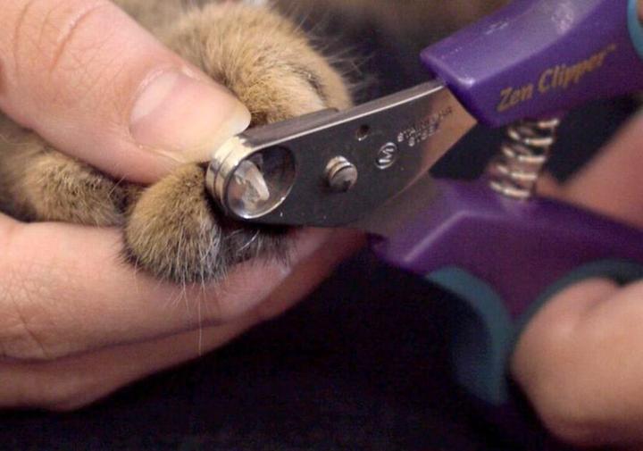 Actual product image Zen Clipper Claw scissors (Cat, Dog)