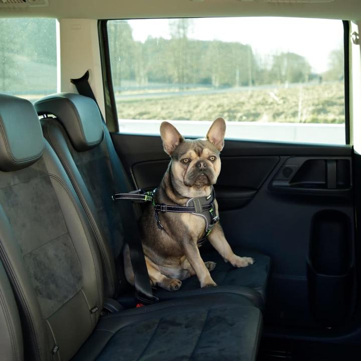 Immagine prodotto Kerbl Autosicherheitsgeschirr (Cane, Chiusura di sicurezza)