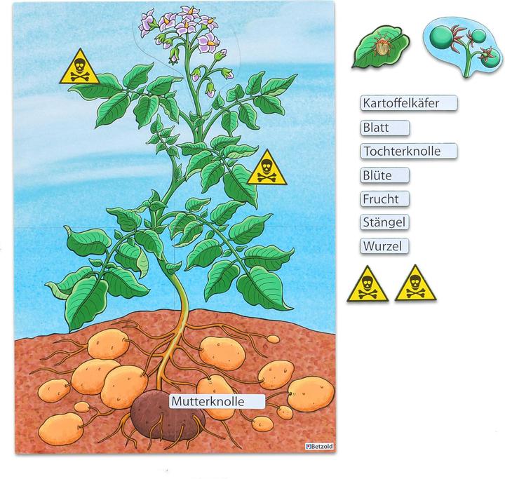 Produktbild Betzold Die Kartoffelpflanze
