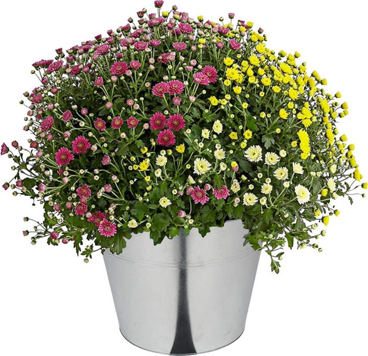 Produktbild Natura Punto Zinkeimer mit 2 Griffen (40 l)