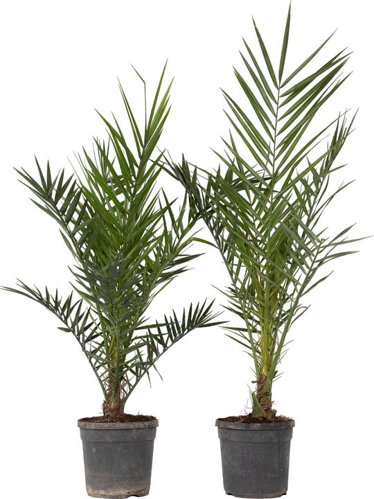 Immagine prodotto Plant in a Box Phoenix canariensis (80 cm)