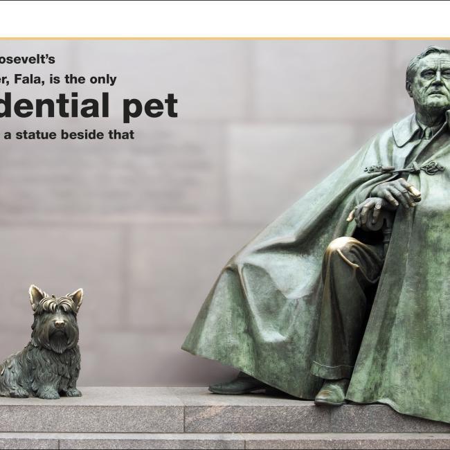Produktbild Pocket Eyewitness Dogs (Englisch, 2018)