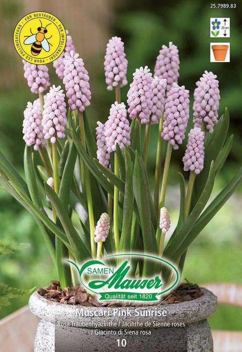 Produktbild Samen Mauser Traubenhyazinthe Pink Sunrise (Blumensamen)