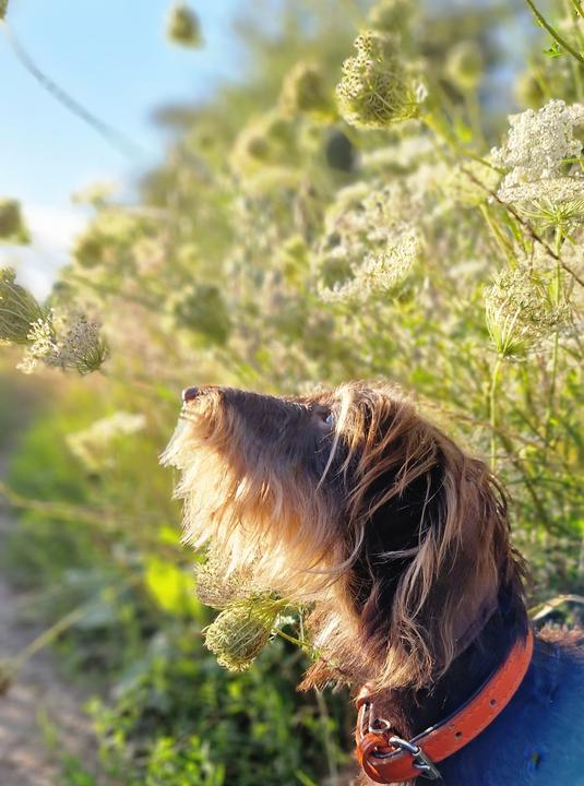 Produktbild Über 125 Naturheilmittel Für den gesunden Hund! (Deutsch, Diana Tiebes, 2024)