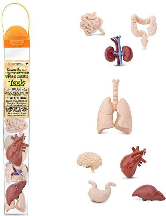 Actual product image Safari Human organs