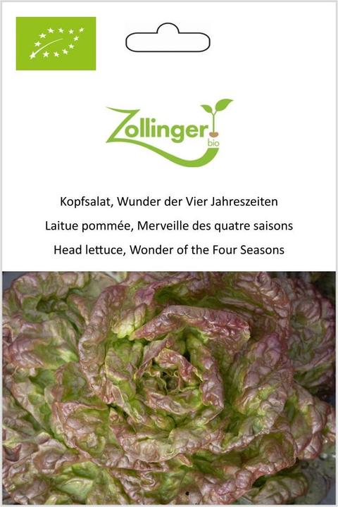 Actual product image Zollinger Bio Lettuce, Miracle of the Four Seasons (Seedlings)