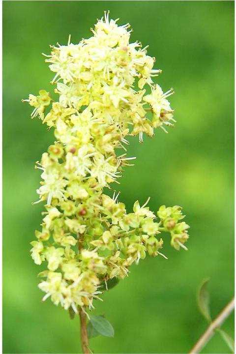 Actual product image Khadi Plant hair colour (Brown)
