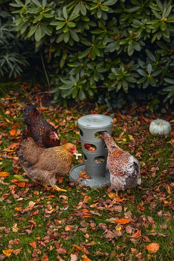 Actual product image Beeztees Feeding Station Chickens Feeding Tower, Grey