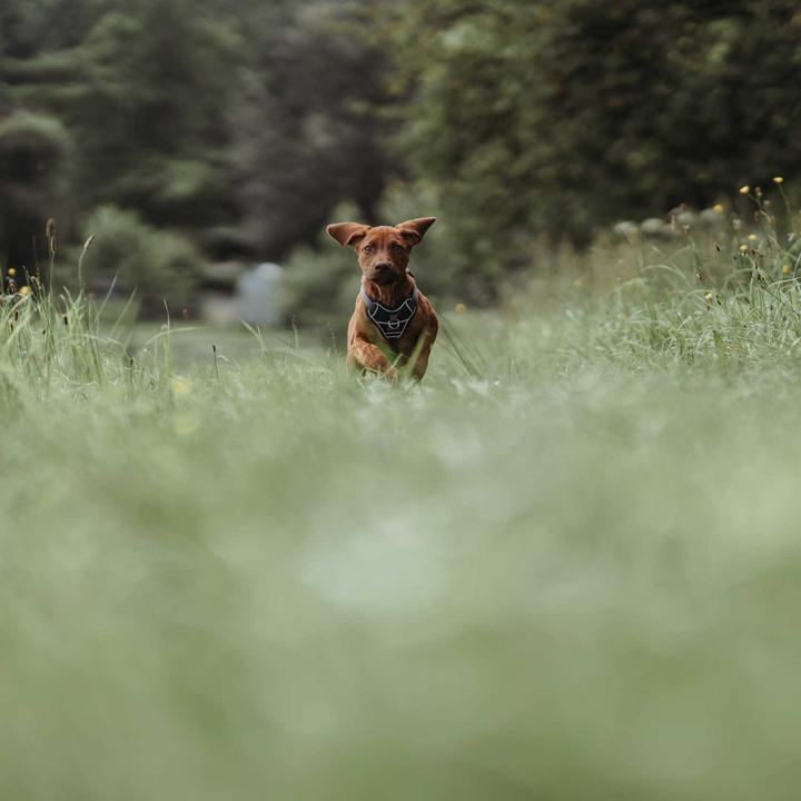 Produktbild Hunter Geschirr Divo (L, Hund, Allgemein)
