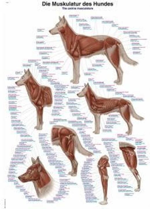 Produktbild Erler Zimmer Lehrtafel Die Muskulatur des Hundes, 70x100cm (Agility)