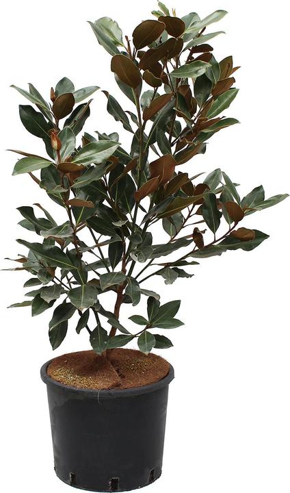 Immagine prodotto Zulauf Immergrüne Zwerg-Magnolie / Magnolia grand. 'Little Gem' (100 cm)