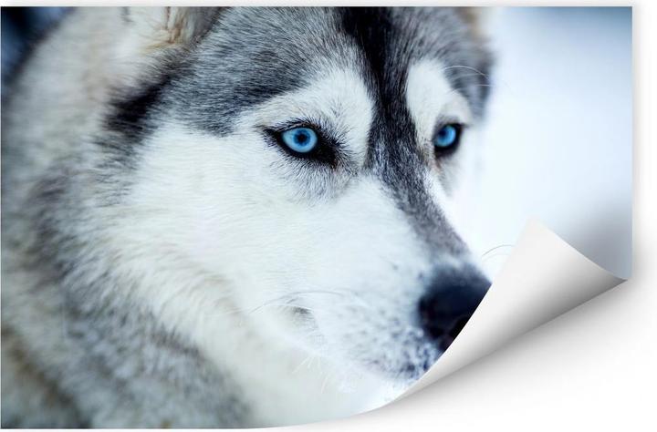 Immagine prodotto Trenddeko Occhi blu ghiaccio (80 x 50 cm)