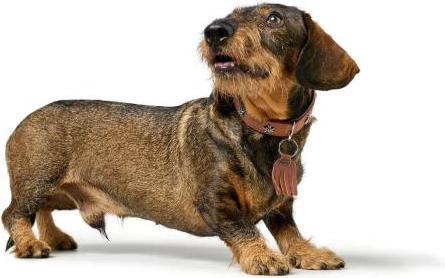 Produktbild Hunter Halsband München für Hunde 32 (32, Hund)