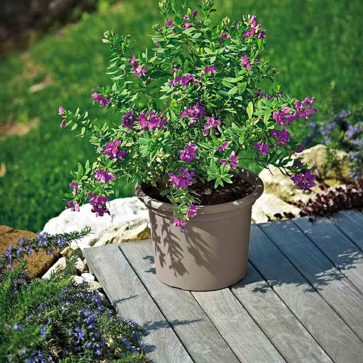 Image du produit Euro3plast Bacs à plantes (40 cm)