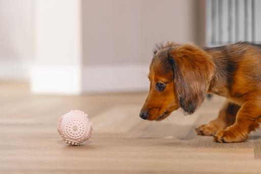 Produktbild Beeztees Puppy Dental Ball (Kauspielzeug Hund)