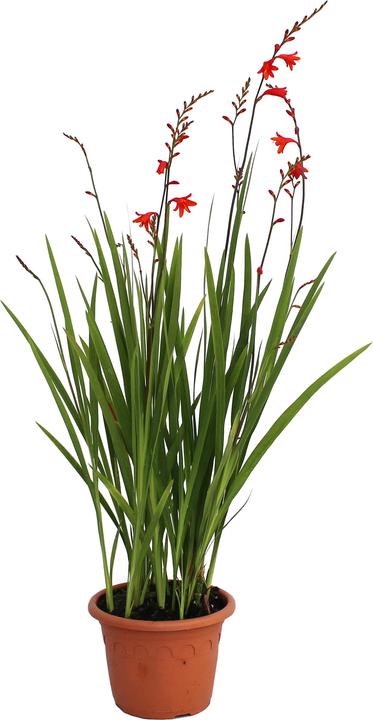 Immagine prodotto Zulauf Crocosmia croc.(x) 'Red King' / Monbretie 'Red King' (30 cm)