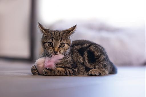 Actual product image Beeztees Kitten Cat Toy Ball+Spring Rizo