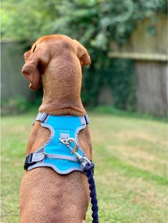 Image du produit Henry Wag Harnais pour chien Voyage (M, Chien, Général)