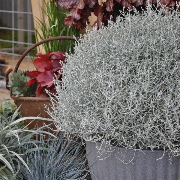 Produktbild Säntispracht Silberkopf - Calocephalus brownii Silver (60 cm)