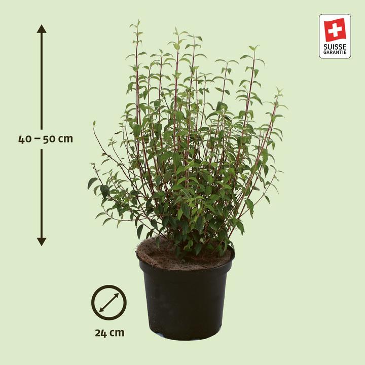 Immagine prodotto Zulauf Pfeifenstrauch / Philadelphus 'Silberregen' (50 cm)