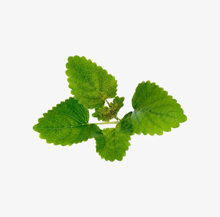 Immagine prodotto Véritable Menta piperita biologica (Semi di erbe)