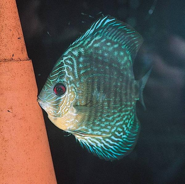 Produktbild JBL Aquaristik und Terraristik DisCon, Ø 11 cm H 11 cm, braun