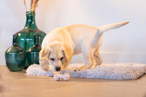 Image du produit Beeztees Haltère dentaire (Jouet à mâcher pour chien)
