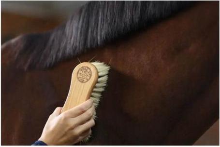 Actual product image Magic Brush Natural Fibres Combination Horse Brush