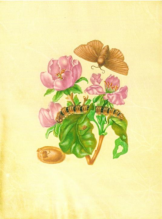Immagine prodotto Maria Sibylla Merian - St. Petersburger Aquarelle (Jubilumsausgabe) (Tedesco, Merian, MariaSibilla, 2025)