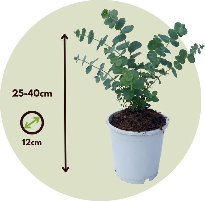 Immagine prodotto Plant in a Box Eucalipto Pulverulenta - Set di 4 Eucalipti dalle foglie d'argento (25 cm)