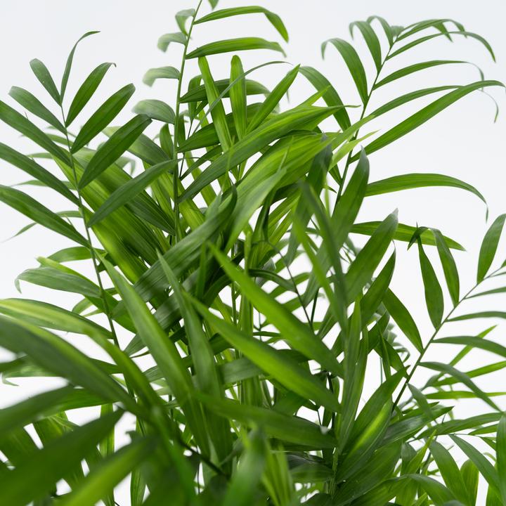 Immagine prodotto Plant in a Box Chamaedorea elegans - Palma di montagna (50 cm)