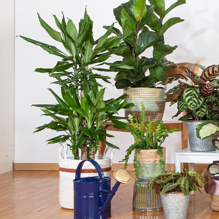 Produktbild VEG and the City Lafia (Drachenbaum - Dracaena steudneri) (105 cm)