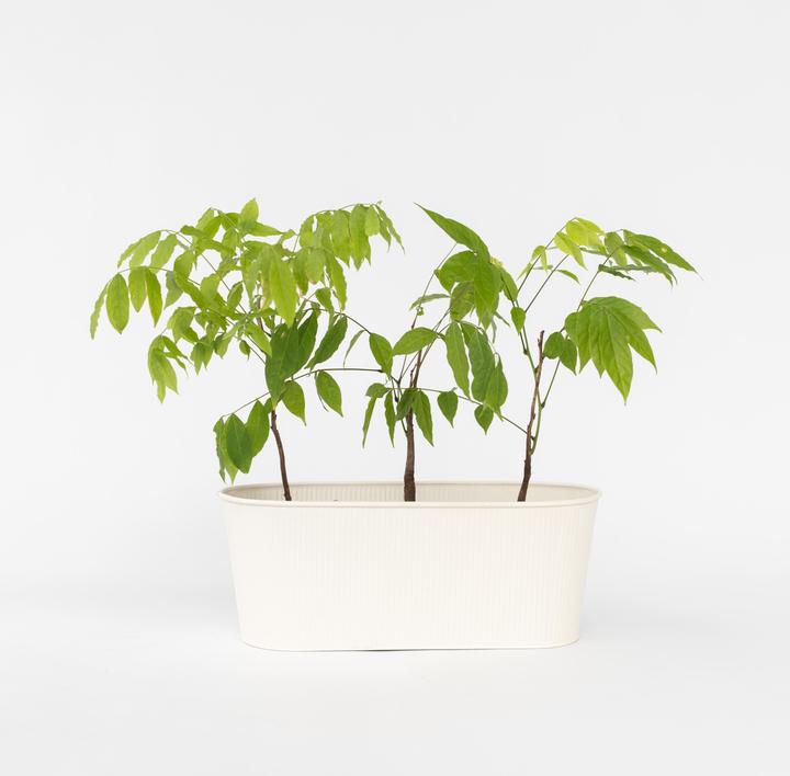 Produktbild Plant in a Box Wisteria sinensis - 6er Set Blauregen (25 cm)