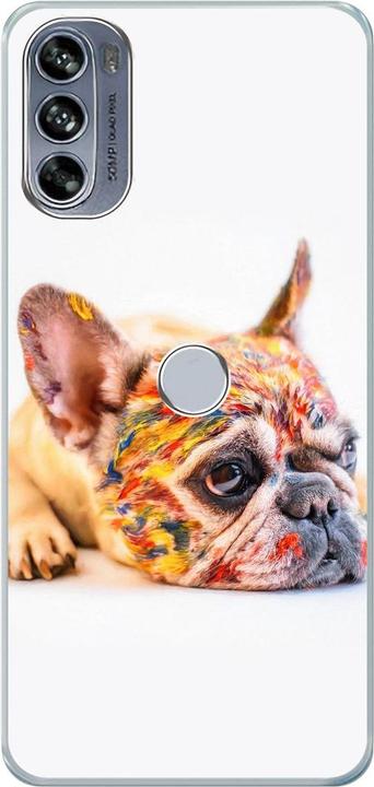 Bulldog coloured