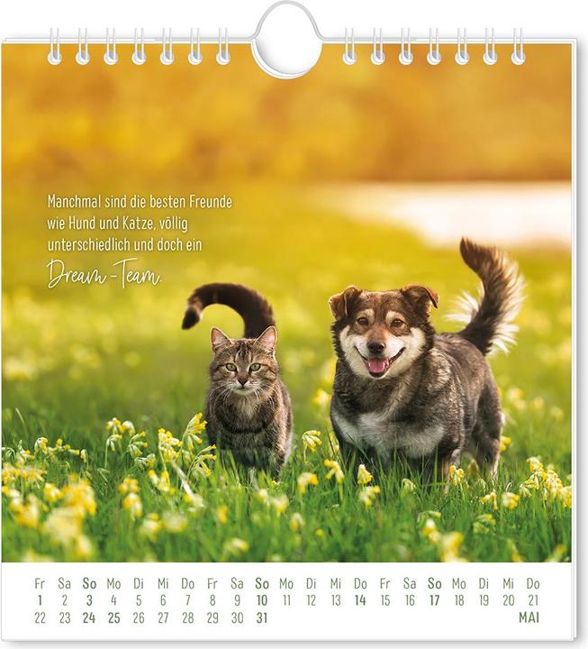Produktbild Postkartenkalender 2026 Auf leisen Pfot (16 x 17 cm, Deutsch)