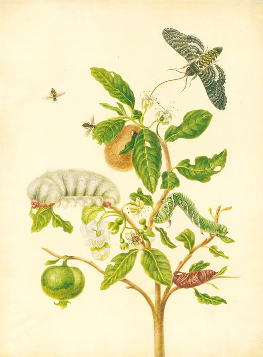 Immagine prodotto Maria Sibylla Merian - St. Petersburger Aquarelle (Jubilumsausgabe) (Tedesco, Merian, MariaSibilla, 2025)