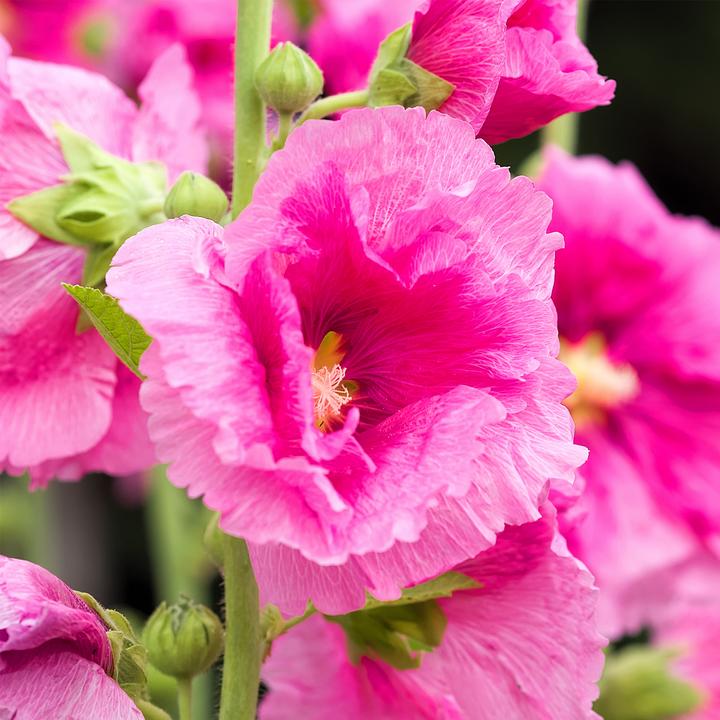 Produktbild Plant in a Box Alcea rosea 'Spring celebrities' Crimson red, lemon, purple - 6er-Mischung (25 cm)