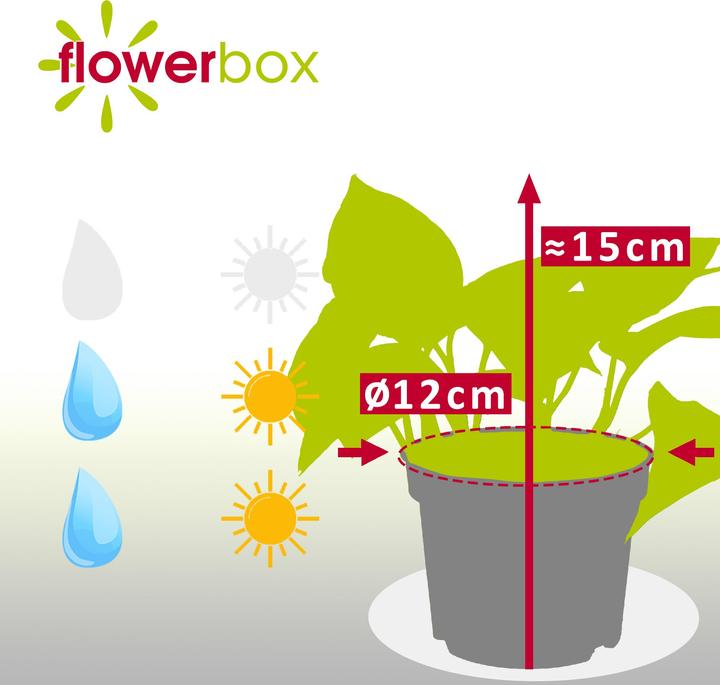 Immagine prodotto Flowerbox Edera - Epipremnum pinnatum 'Golden Pothos' (15 cm)