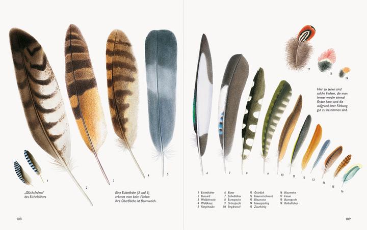 Actual product image Wawra's Naturbuch, Band 1: Säugetiere, Vögel, Reptilien, Amphibien (German, Johannes Wawra, Ursula Wawra, 2020)