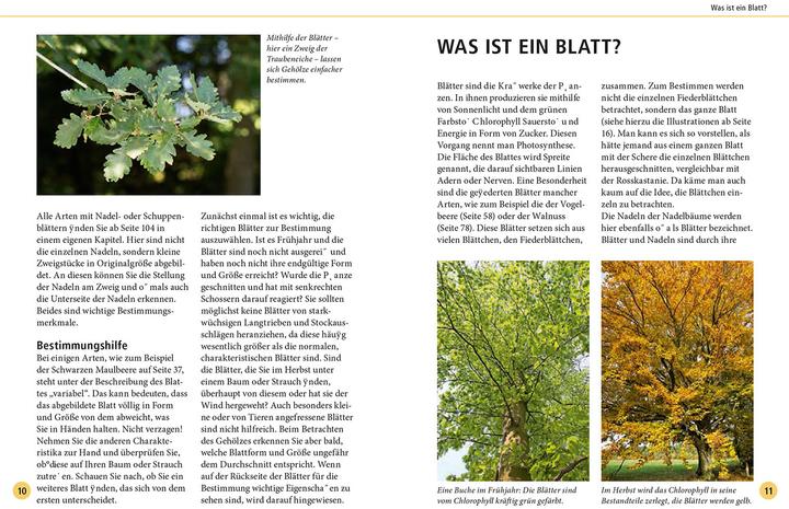 Immagine prodotto Kosmos Bäume am Blatt erkennen - 78 Laub- und Nadelgehölze. Blätter in Originalgrösse (Tedesco, Meike Bosch, 2024)