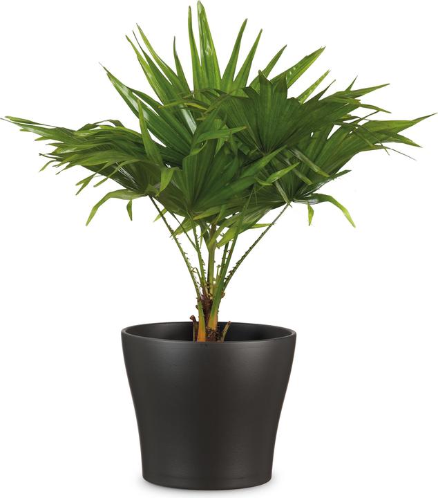 Immagine prodotto Scheurich Vaso da fiori Antracite Ø 24 cm (23.80 cm)