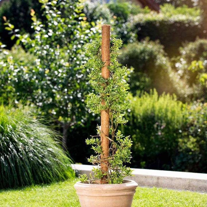 Actual product image Windhager Plant stick coconut (80 cm, 4.50 cm)