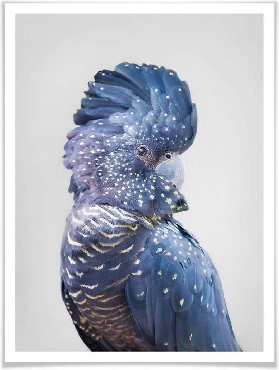 Actual product image Trenddeko Blue cockatoo (60 x 80 cm)