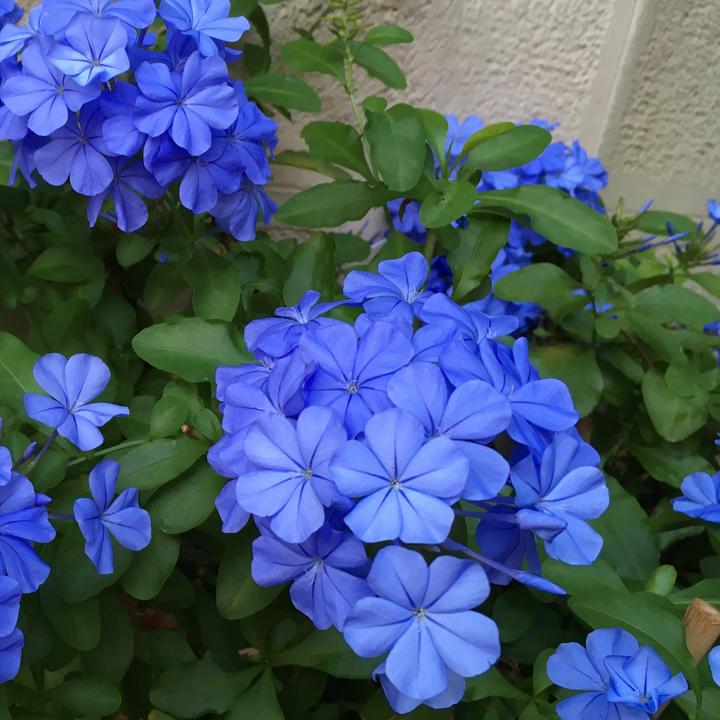 Actual product image Plant in a Box Plumbago auriculata - Set of 6 Male Loyalty (25 cm)