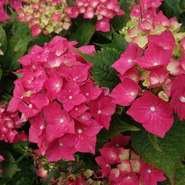 Actual product image Plant in a Box Hydrangea paniculata "Wim's Red" - Hydrangea (25 cm)
