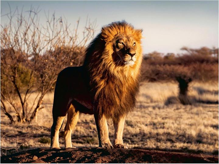 Produktbild Ravensburger Löwe. Der König der Tiere 1500p (1500 Teile)