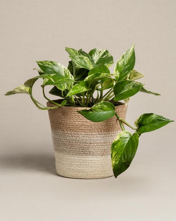 Actual product image feey Large ivy Marble Queen (35 cm, Freshly repotted)