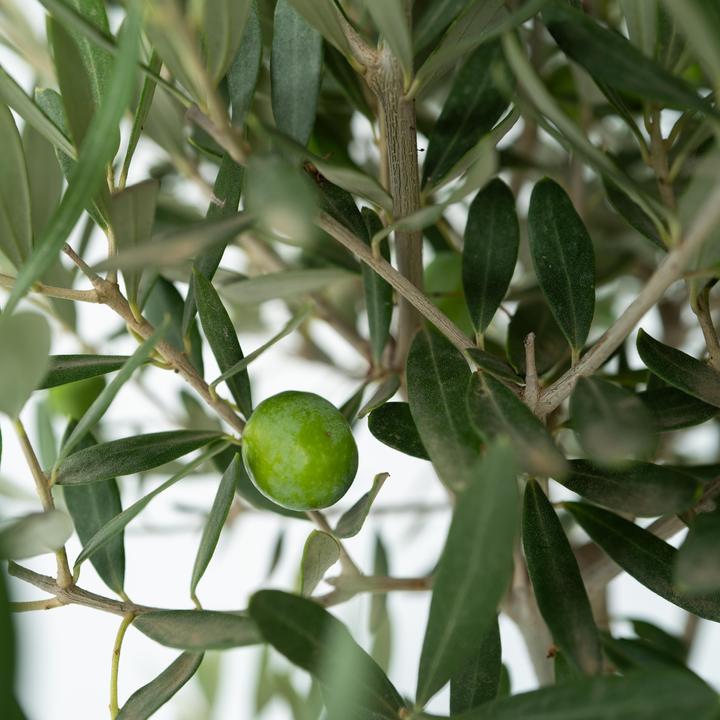 Image du produit Plant in a Box Olea Europaea - Lot de 2 oliviers (25 cm)