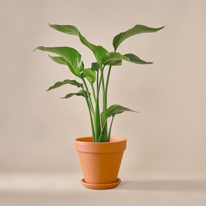 Mary and Plants Strelitzia Nicolai mit Terrakotta Topf (70 cm)